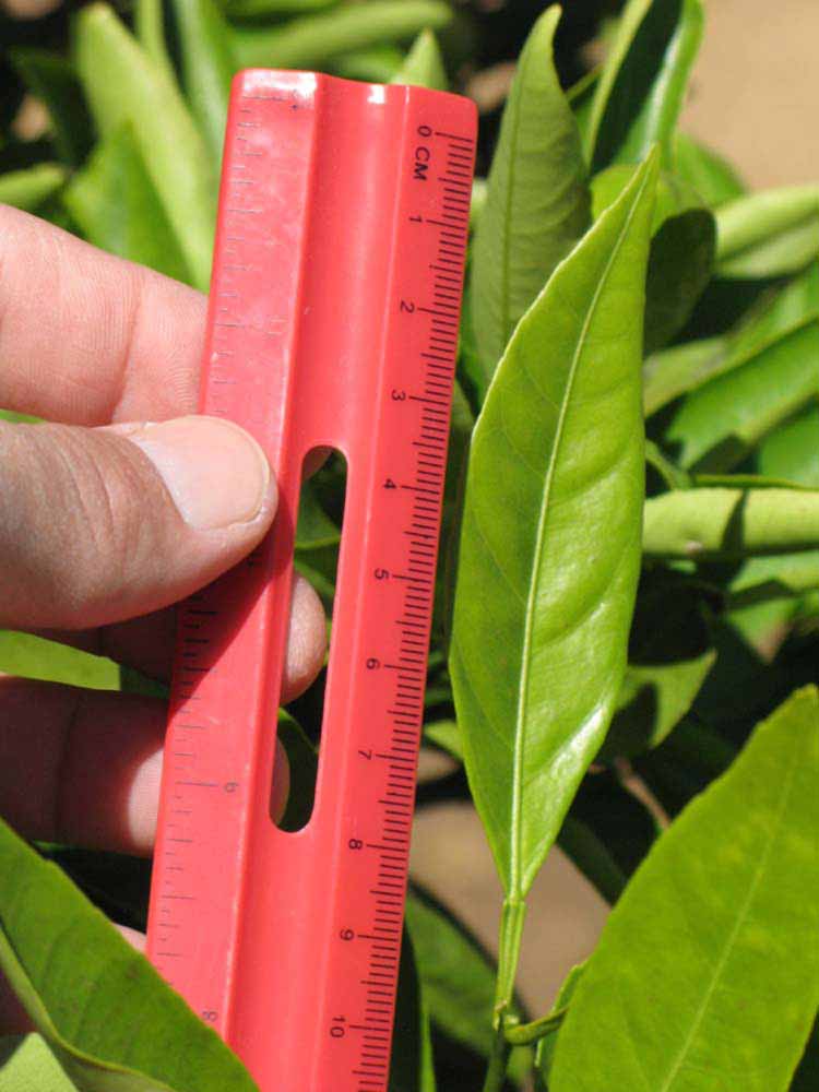              Unifoliolate leaf (Riverside, CA)       